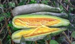 遵义网红吃瓜,揭秘网络红人的幕后故事